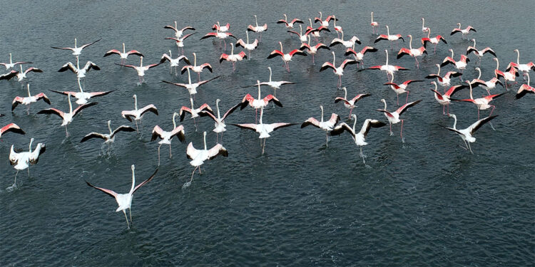Flamingoların ilk kafilesi Van Gölü Havzası'ndaki sulak alanlara geldi