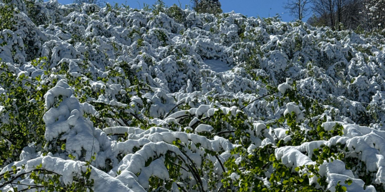 Fındıkta çifte tehdit; 200 bin ton kayıp beklentisi