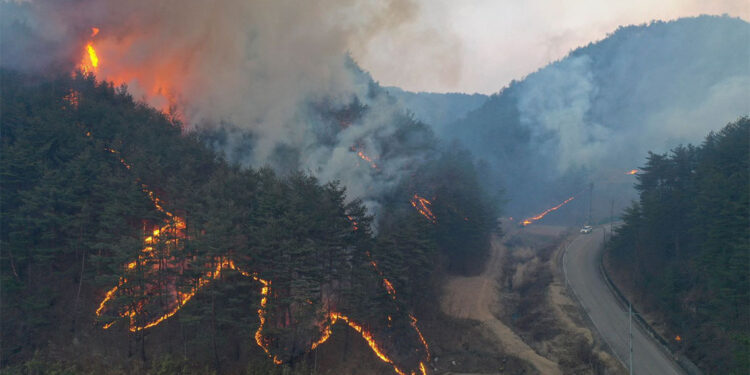 Yangın söndürme helikopteri düştü; Pilot hayatını kaybetti