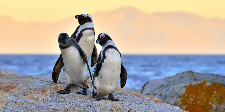 Güney Afrika'daki helikopter kazasından penguen sorumlu tutuldu