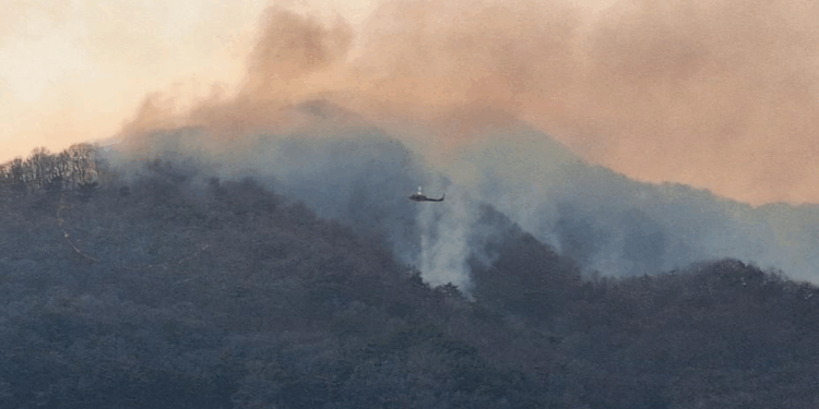 Güney Kore'de orman yangını nedeniyle tahliye karar verildi