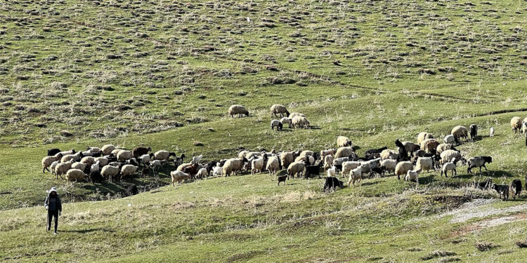 70 bin TL'ye çoban bulamayan köylüler, sırayla hayvanları otlatıyor