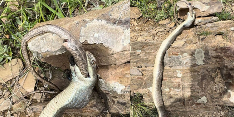 Bir yılan başka bir yılanı yerken görüntülendi