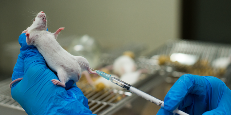 Hayvan deneylerinin karanlık yüzü: 10 korkunç gerçek