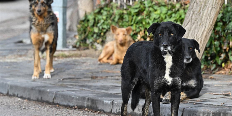 Hindistan'da kuduz salgını: 3 ölü