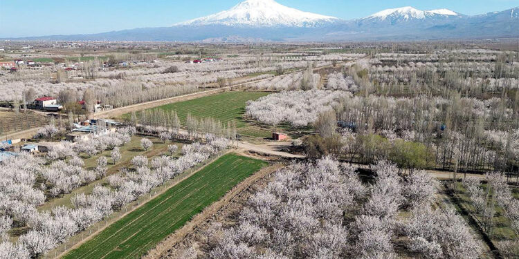 Iğdır'da bahar mevsimi ile kayısı ağaçları çiçek açtı