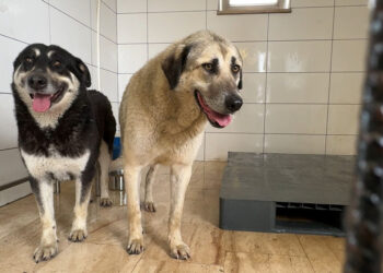 Avcılar'da 2 köpeği zehirlediler