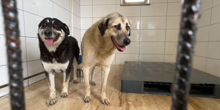 Avcılar'da 2 köpeği zehirlediler