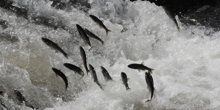 İnci kefallerini çok zorlu bir göç yolculuğu bekliyor