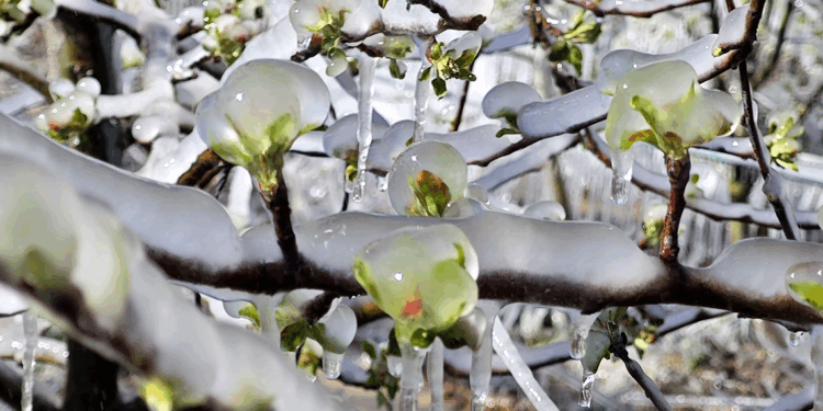 Isparta'da zirai don etkisi; elma, gül, kiraz ve kayısıda kayıp büyük