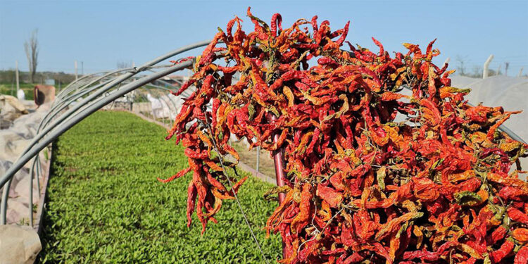Karaağaç acı biberi üreticisi, fidesini kendisi yetiştiriyor