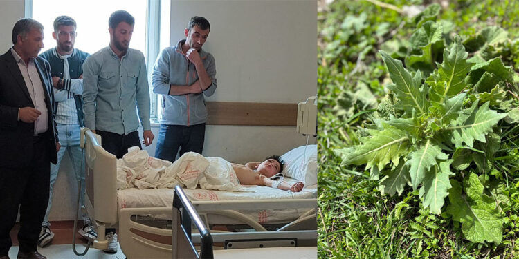 Kars'ta güzelavrat otu yiyen 8 çocuk zehirledi