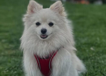 Kayıp köpeği Şeker'i bulana 50 bin lira ödül verecek