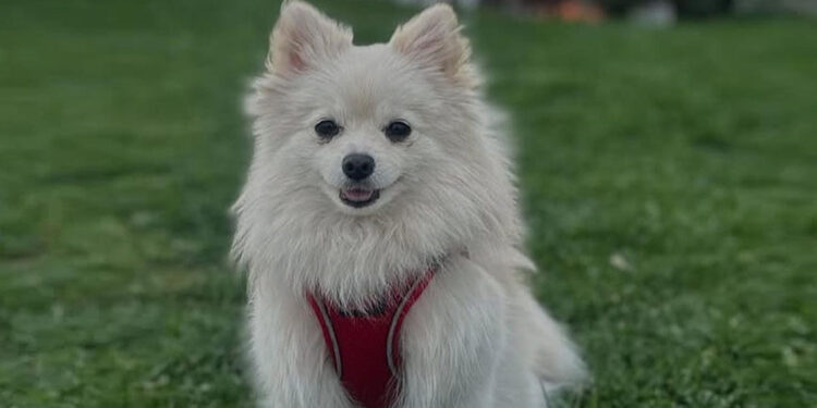 Kayıp köpeği Şeker'i bulana 50 bin lira ödül verecek