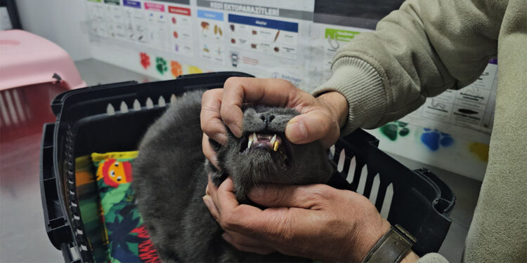 Dişi kırılan kediye altın diş yapıldı