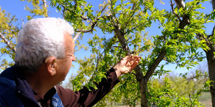 Konya Ovası'ndaki meyve bahçelerini don vurdu
