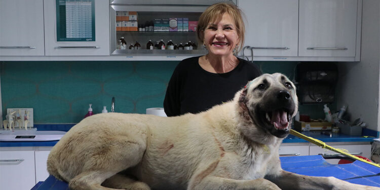 Kulakları kesilmiş halde bulunan 3 sokak köpeğine şefkat eli