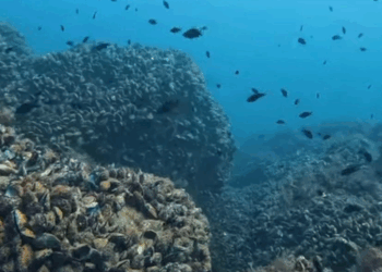 Karadeniz'in su altı güzellikleri gün yüzüne çıkacak