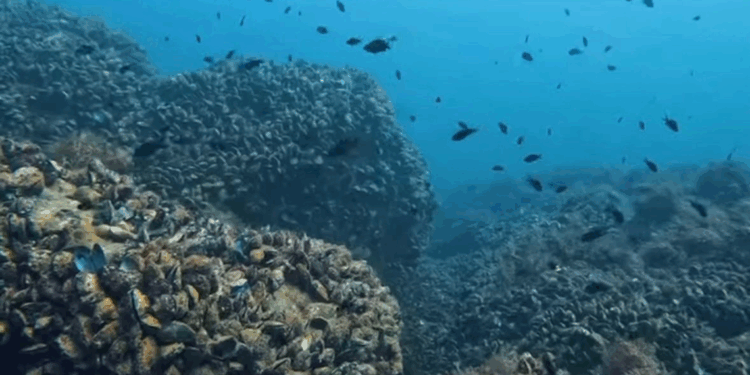 Karadeniz'in su altı güzellikleri gün yüzüne çıkacak