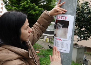 Kayıp kedi Badem'i bulana altın ödülü