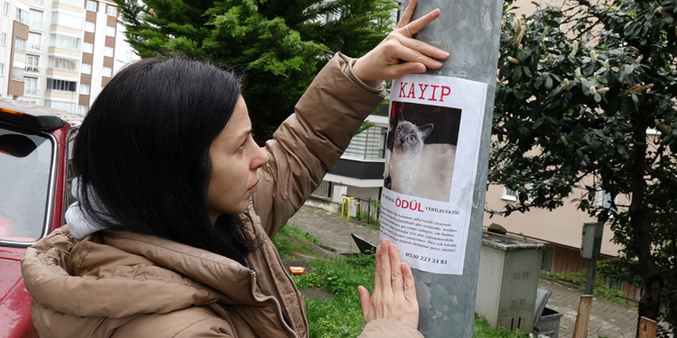 Kayıp kedi Badem'i bulana altın ödülü