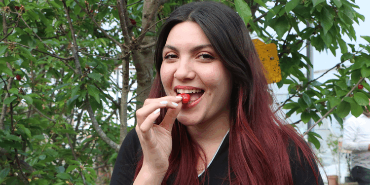 Kiraz, Çukurova'da alternatif ürün haline geldi