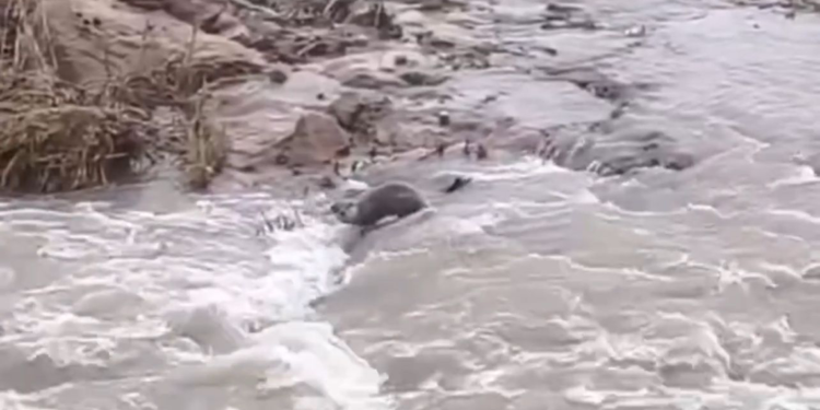 Kızılırmak'ta su samuru görüntülendi