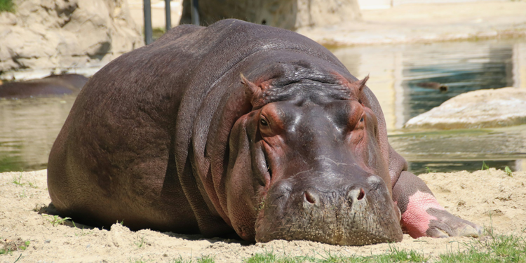 Kongo'da 50 su aygırı şarbon zehirlenmesi sonucu öldü