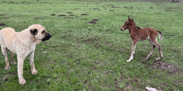 'Kral', doğum yapan at ile yavrusunu yalnız bırakmadı