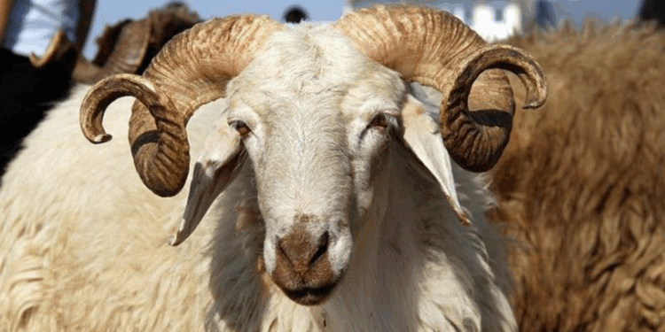 Kurban bedeli yurtiçinde 13 bin 250, yurtdışında 5 bin 250 lira