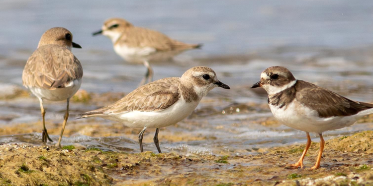 Kuş gözlem kampında iki sürpriz