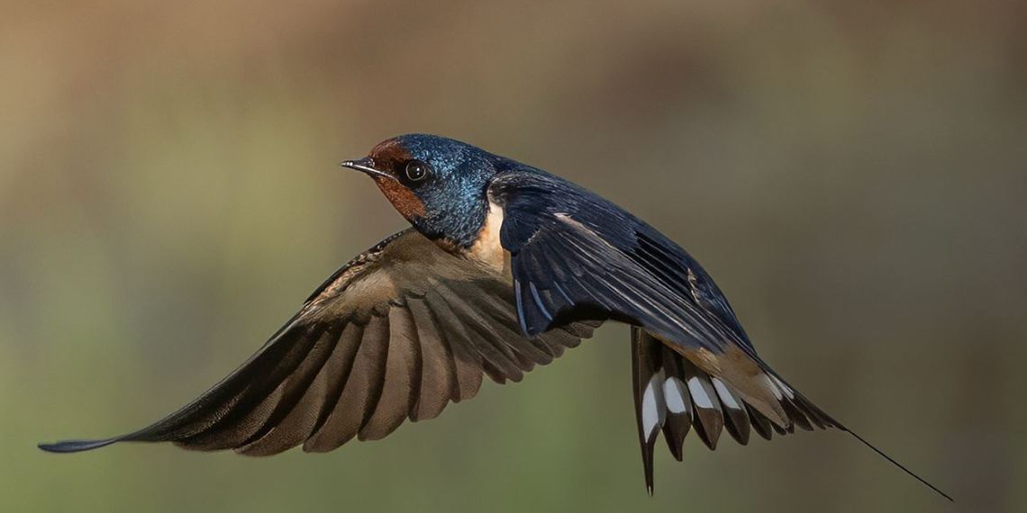 Kuş gözlem kampında iki sürpriz