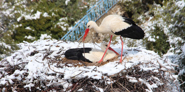 Yeşildağ Leylekler Vadisi yeniden karla kaplandı