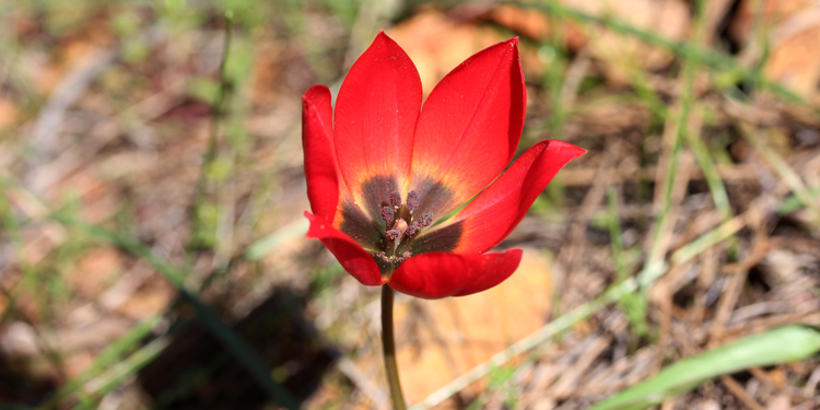 Lalenin atası Türk lalesi