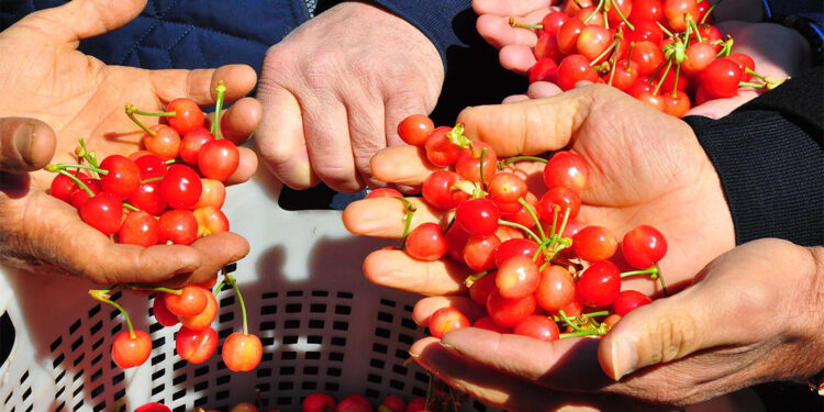 Sezonun ilk kirazı 3 bin 500 TL’den alıcı buldu