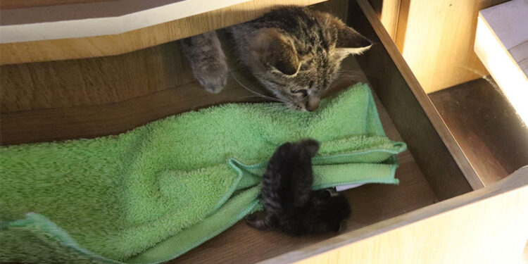 Sokak kedisi masanın çekmecesinde doğum yaptı