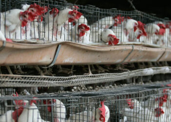 Meksika'da ilk kez bir insanda 'H5N1' türü kuş gribi tespit edildi