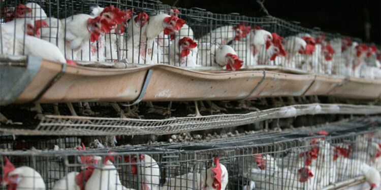 Meksika'da ilk kez bir insanda 'H5N1' türü kuş gribi tespit edildi