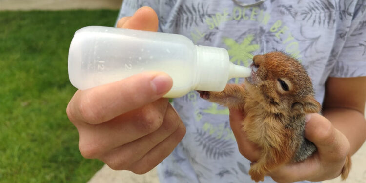 Yavru sincabı biberonla besliyor