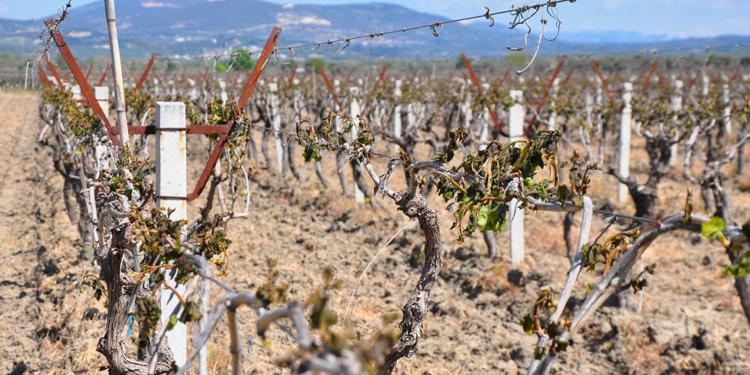 Manisa'da zirai don tehlikesi devam ediyor