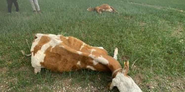 Meraya yıldırım düştü, 2 inek öldü