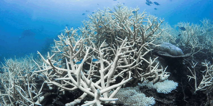 Mercan resiflerinin 50 yılı kaldı