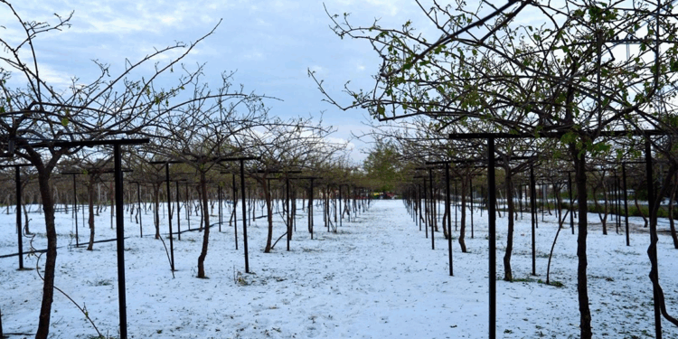 Mersin'de tarım ürünlerini dondan sonra dolu vurdu
