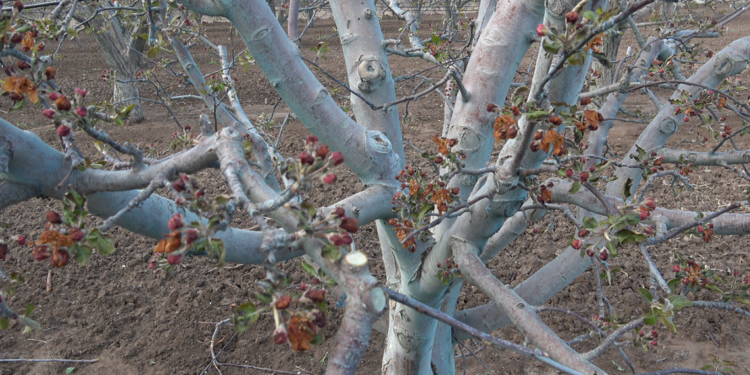 Meyve ağaçlarını zirai don vurdu; elmada yüzde 100 zarar
