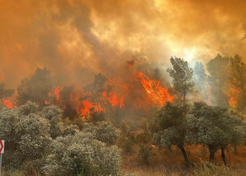Muğla'da ormanlara giriş 1 Mayıs'tan itibaren yasak
