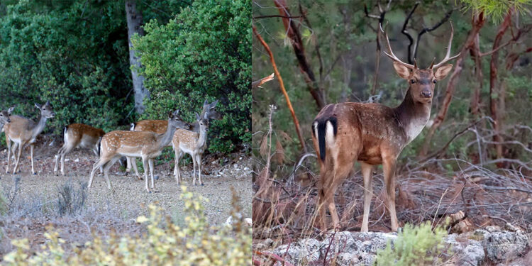 Nesli tehlikedeki 312 yaban hayvanı yetiştirildi