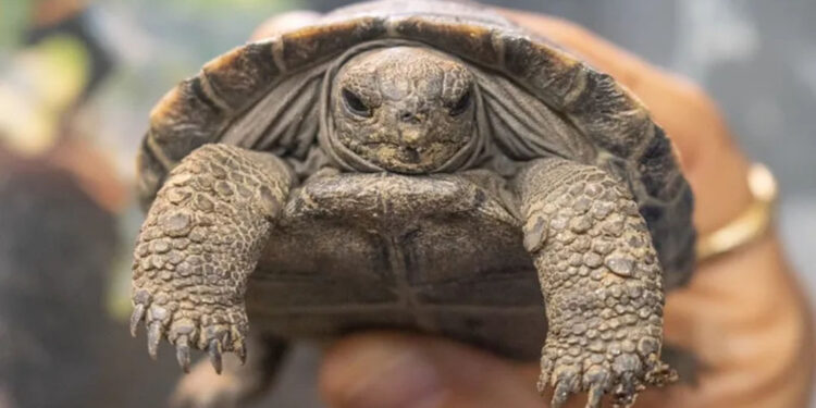 İki dev kaplumbağa 100 yaşında ilk kez ebeveyn oldu