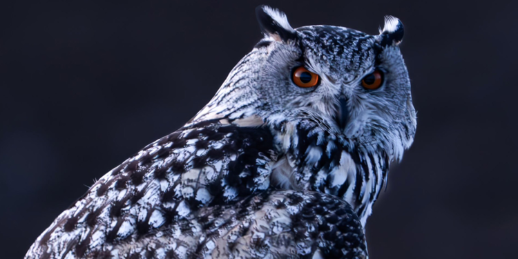 Nadir görülen puhu Sivas'ta fotoğraflandı