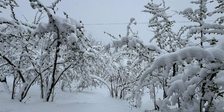 Ordu'ya nisanda kar yağdı, fındıkta zirai don riski oluştu