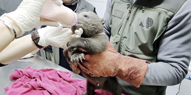 Ormanda bulunan yavru ayı Bulut'a özel bakım